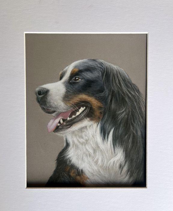Bernese Mountain Dog pet portrait mounted in a white mat, ready to frame, by NZ artist Diane Gardiner