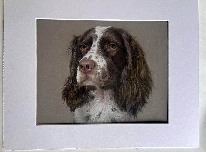 Springer Spaniel pet portrait by Diane Gardiner, mounted in a white mat and ready to frame