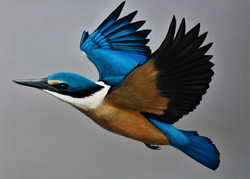 Kōtare in flight, painting by Diane Gardiner