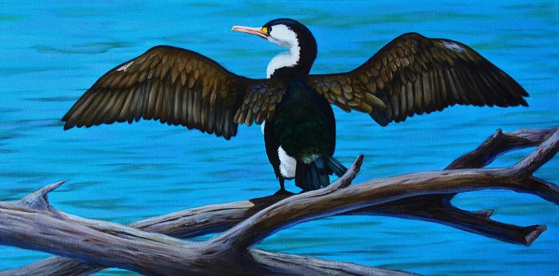Shag drying its wings, painting by Diane Gardiner