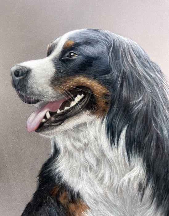 Pastel and coloured pencil pet portrait of a Bernese Mountain Dog in profile with its tongue out, hand-drawn by New Zealand artist Diane Gardiner