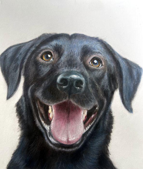 Pastel and coloured pencil pet portrait of a happy black Labrador with its mouth open, hand-drawn by New Zealand artist Diane Gardiner