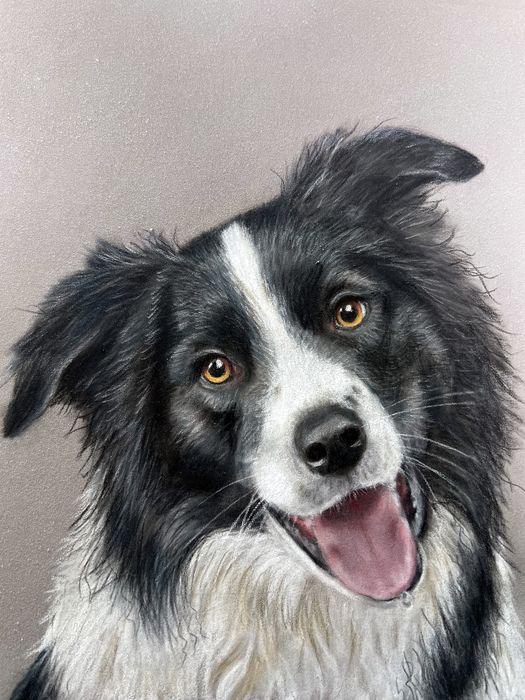 Pastel and coloured pencil pet portrait of a smiling black and white Border Collie with amber eyes, hand-drawn by New Zealand artist Diane Gardiner