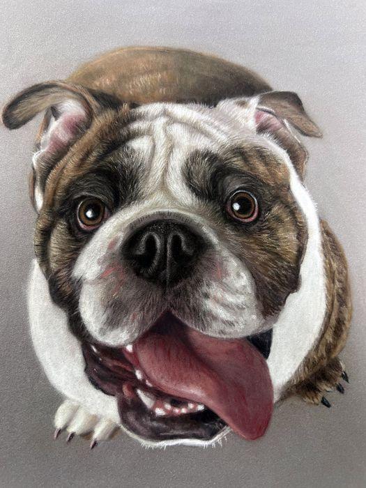 Pastel and coloured pencil pet portrait of a brindle and white British Bulldog with its tongue out, hand-drawn by New Zealand artist Diane Gardiner