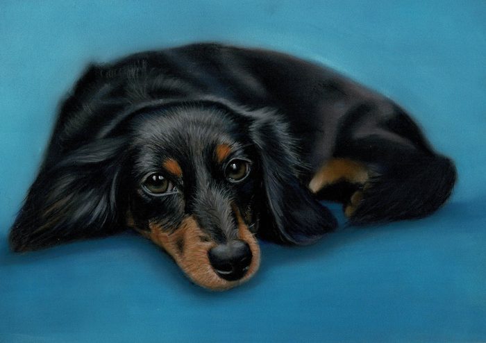 Black and tan long-haired dachshund on blue