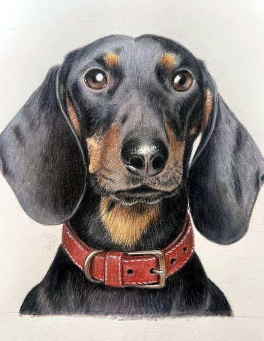 Pastel and coloured pencil pet portrait of a black and tan Dachshund wearing a red leather collar, hand-drawn by New Zealand artist Diane Gardiner