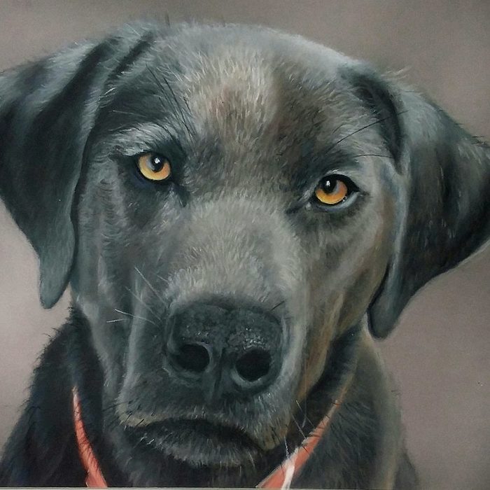 Finn, a dark grey dog with amber eyes and an orange collar