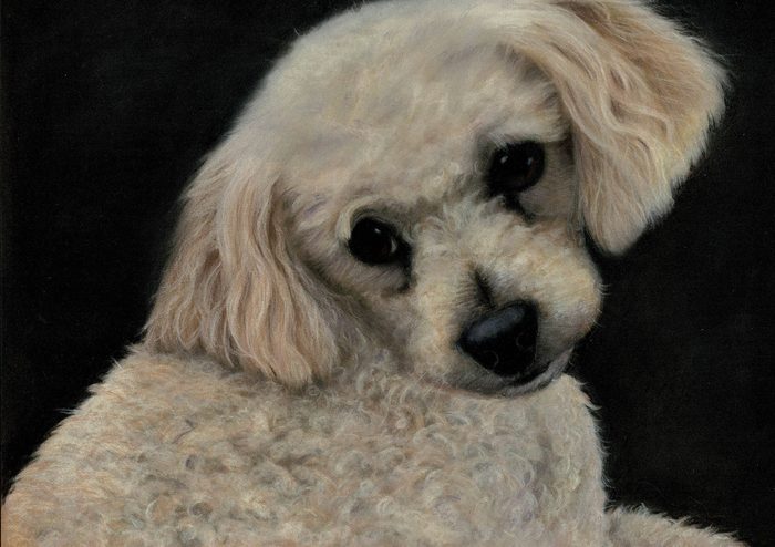 Frankie, a cream curly-haired dog tilting his head