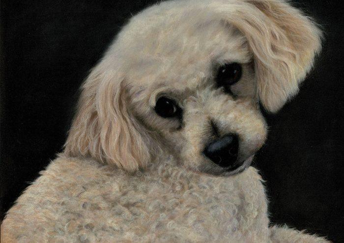 Pastel and coloured pencil pet portrait of Frankie, a cream curly-haired dog, hand-drawn by New Zealand artist Diane Gardiner