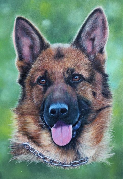 German Shepherd with tongue out on a green background