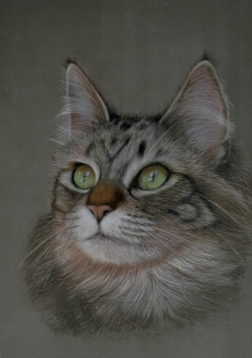 Long-haired tabby cat with green eyes