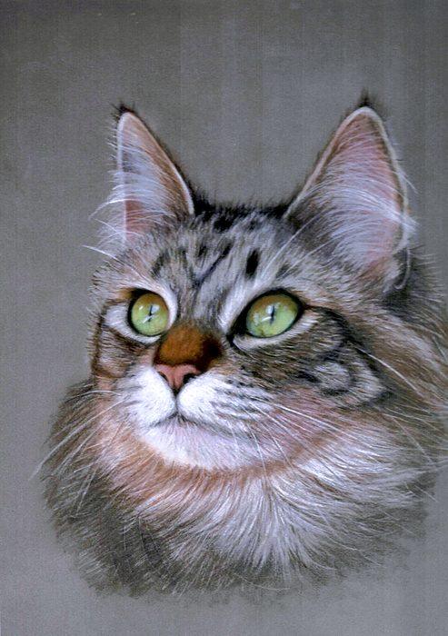 Pastel and coloured pencil pet portrait of a long-haired tabby cat with green eyes, hand-drawn by New Zealand artist Diane Gardiner
