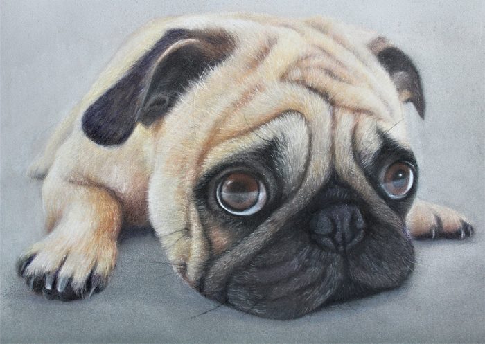 Fawn pug lying with its chin on its paws