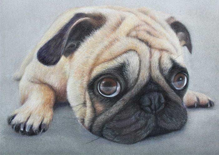 Pastel and coloured pencil pet portrait of Buster, a fawn pug lying with his chin on his paws, hand-drawn by New Zealand artist Diane Gardiner
