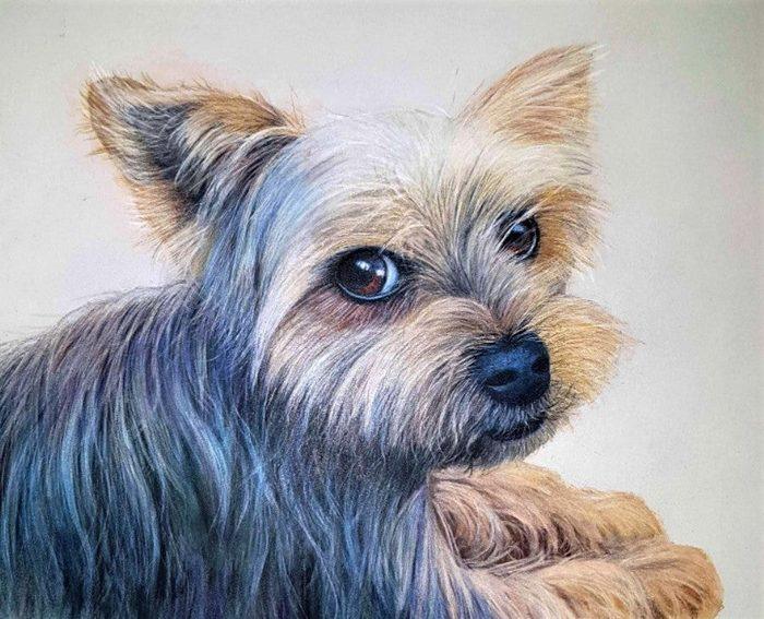 Pastel and coloured pencil pet portrait of Scruffy, a Yorkshire terrier looking over his shoulder, hand-drawn by New Zealand artist Diane Gardiner