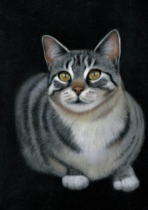 Silver tabby cat sitting, on black