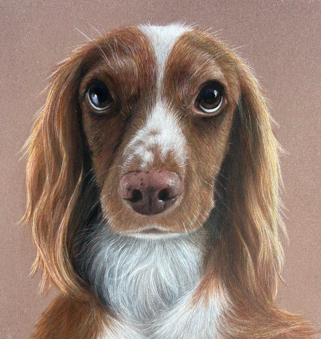 Pastel and coloured pencil pet portrait of a brown and white spaniel on a soft pink background, hand-drawn by New Zealand artist Diane Gardiner