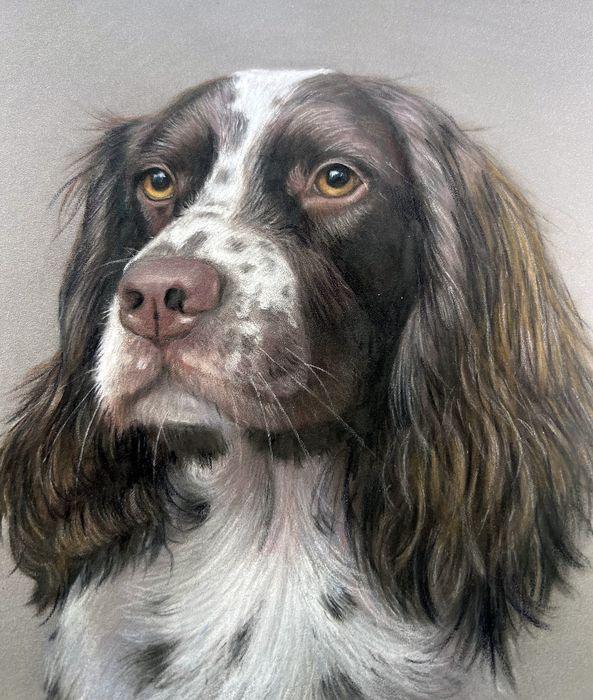 Pastel and coloured pencil pet portrait of a Springer Spaniel, hand-drawn by New Zealand artist Diane Gardiner