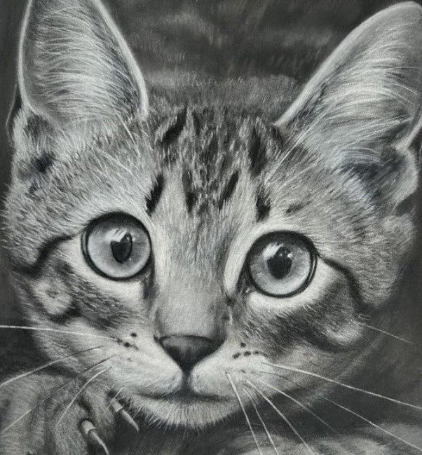 Black and white drawing of a wide-eyed tabby kitten