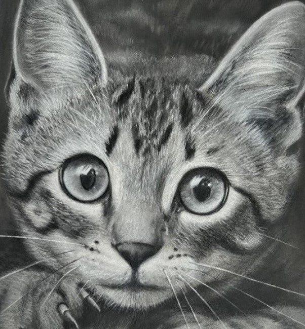 Graphite pencil pet portrait of a wide-eyed tabby kitten, hand-drawn by New Zealand artist Diane Gardiner