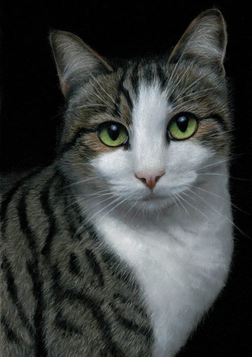 Pastel portrait of a tabby and white cat