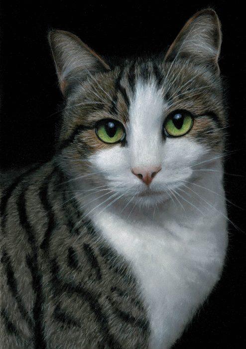 Pastel and coloured pencil pet portrait of Emerald, a green-eyed tabby and white cat on a black background, hand-drawn by New Zealand artist Diane Gardiner