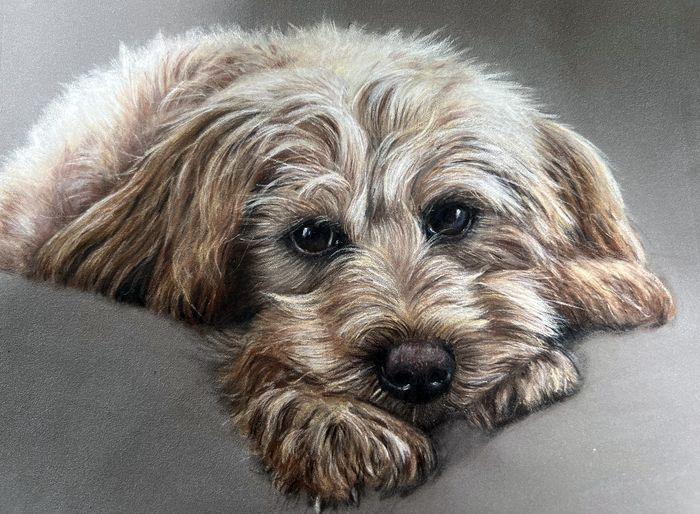 Pastel and coloured pencil pet portrait of a scruffy terrier cross resting its chin on its paws, hand-drawn by New Zealand artist Diane Gardiner